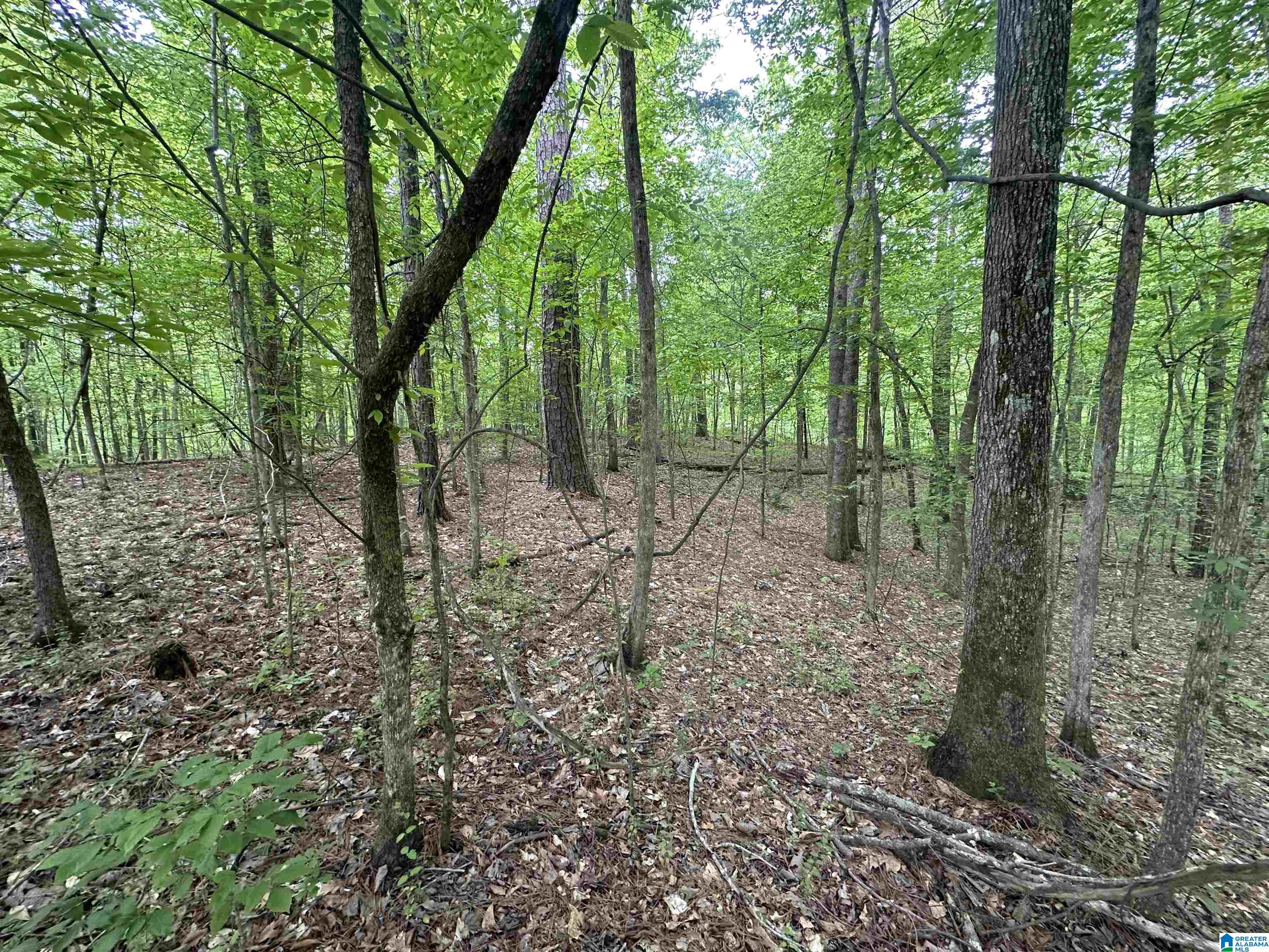 Timber Trail, Unit 1 Sumiton, AL 35148 - Photo 5 of 12