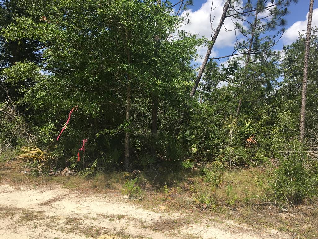 Tbd Rigsby Lane Fountain, FL 32438 - Photo 11 of 34 Gallery Image 11