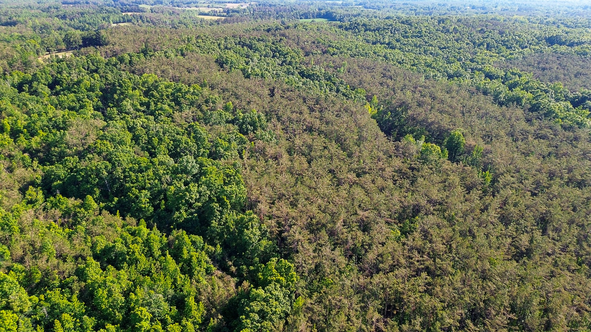 0 Post Road Michie, TN 38357 - Photo 10 of 12 a view of a lots of trees and bushes