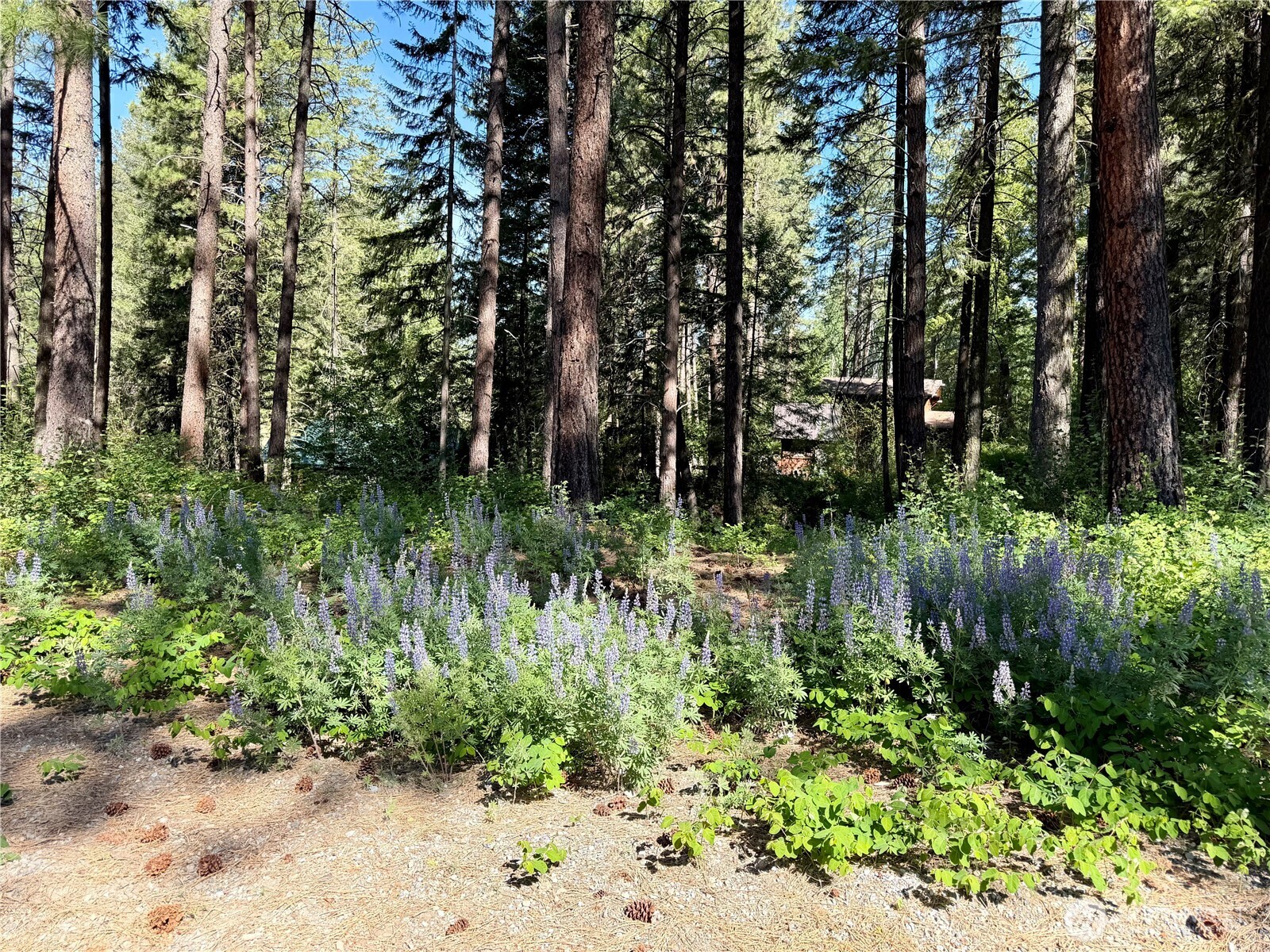 11 Highland Mdw Road Winthrop, WA 98862 - Photo 23 of 25 a view of backyard with green space