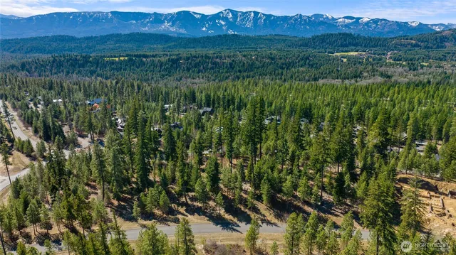 a view of a lush green forest with trees in the background
