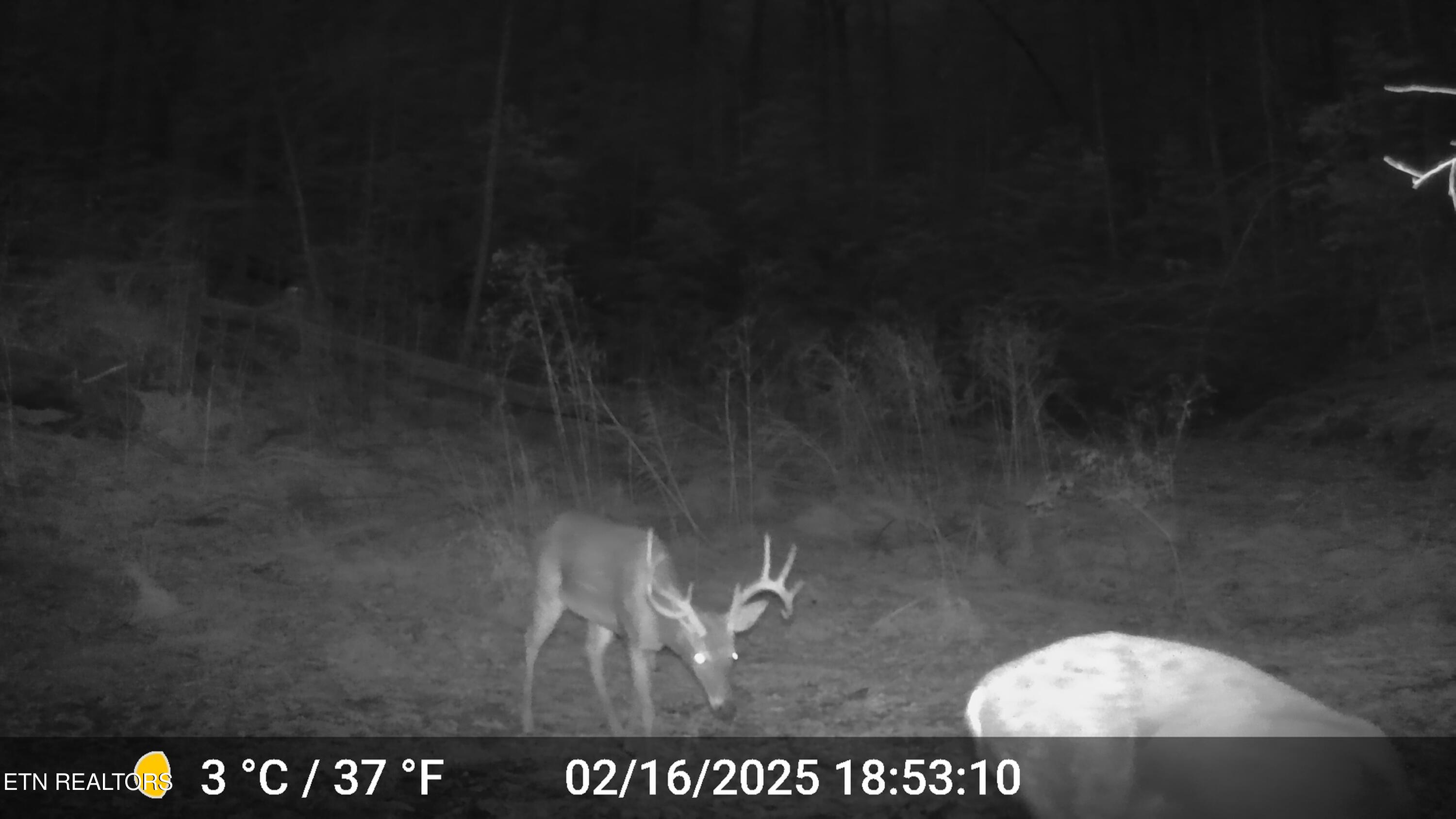 37 Hambright Road Reliance, TN 37369 - Photo 3 of 41 DSCF0301