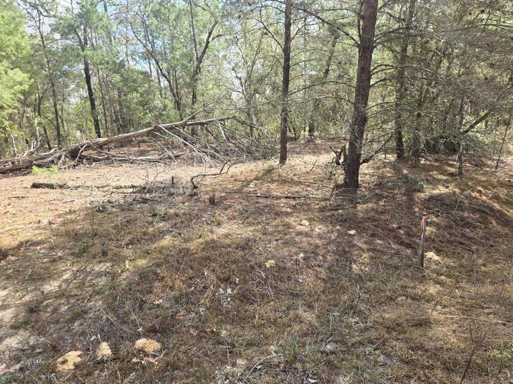 206 Wales Street Interlachen, FL 32148 - Photo 1 of 10 a view of a forest with trees