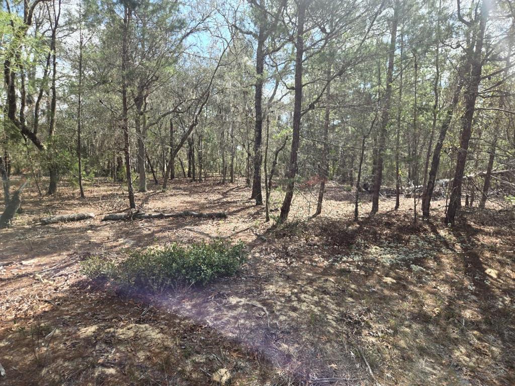 206 Wales Street Interlachen, FL 32148 - Photo 3 of 10 a view of outdoor space with lots of trees