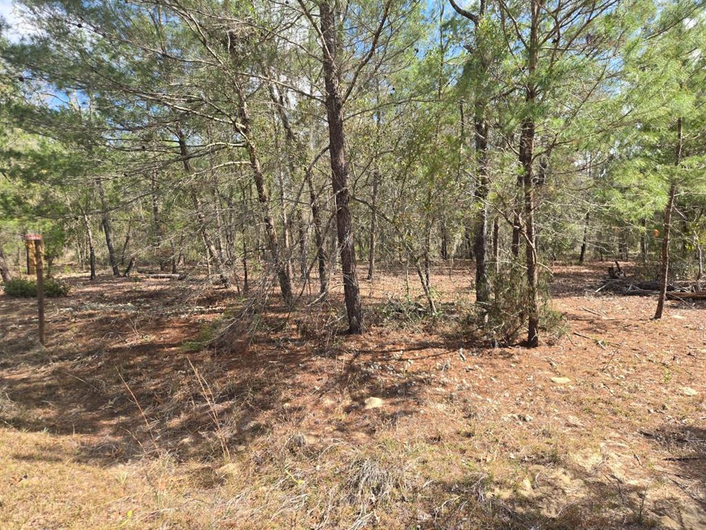 206 Wales Street Interlachen, FL 32148 - Photo 4 of 10 a view of outdoor space with trees