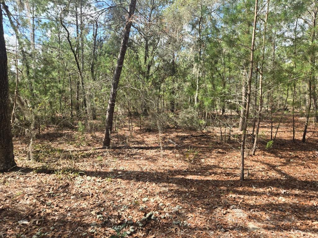 206 Wales Street Interlachen, FL 32148 - Photo 5 of 10 a view of a forest with trees