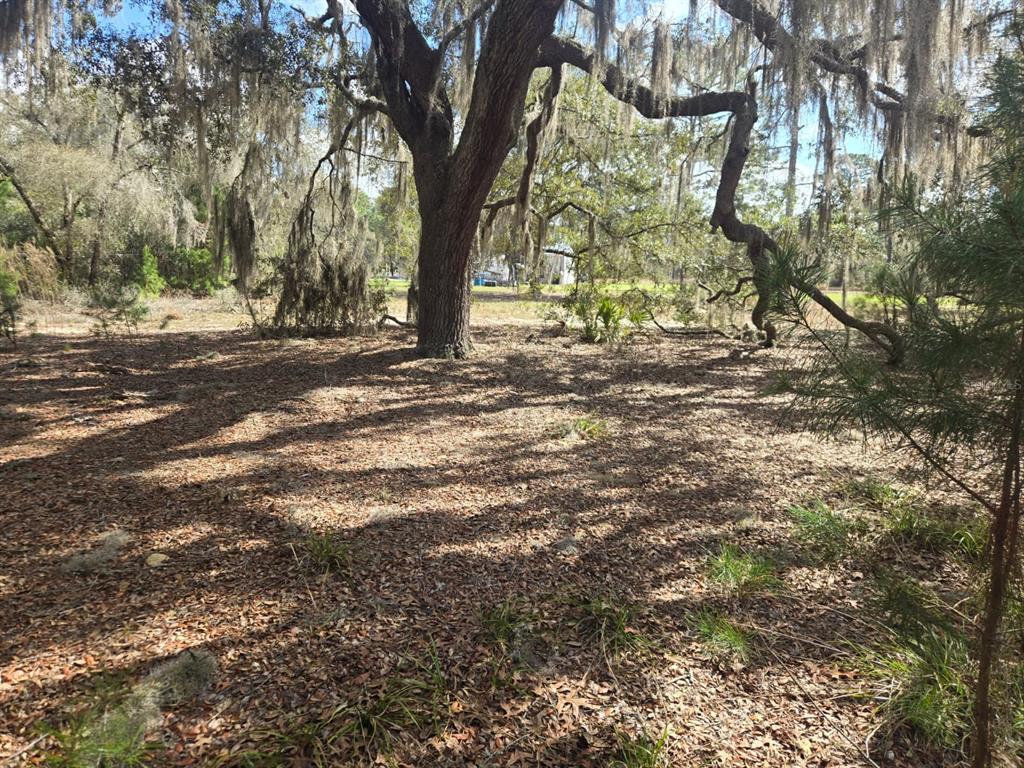 206 Wales Street Interlachen, FL 32148 - Photo 6 of 10 a view of outdoor space with trees