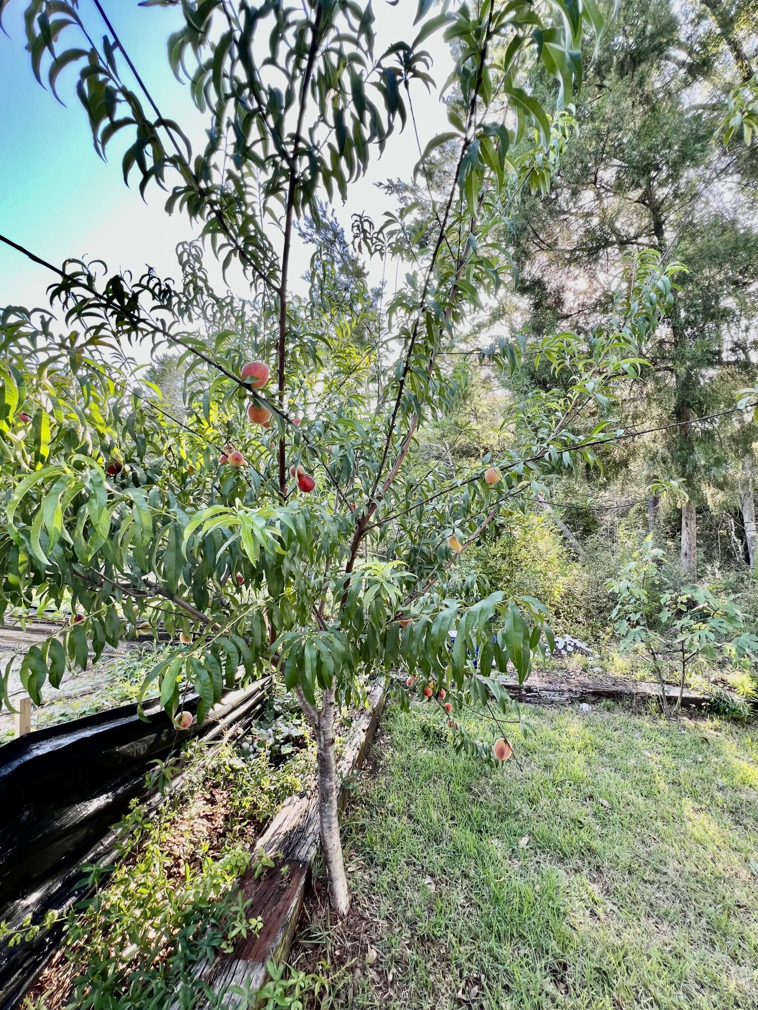 226 Marsh Landing North Freeport, FL 32439 - Photo 49 of 53 IMG_7070