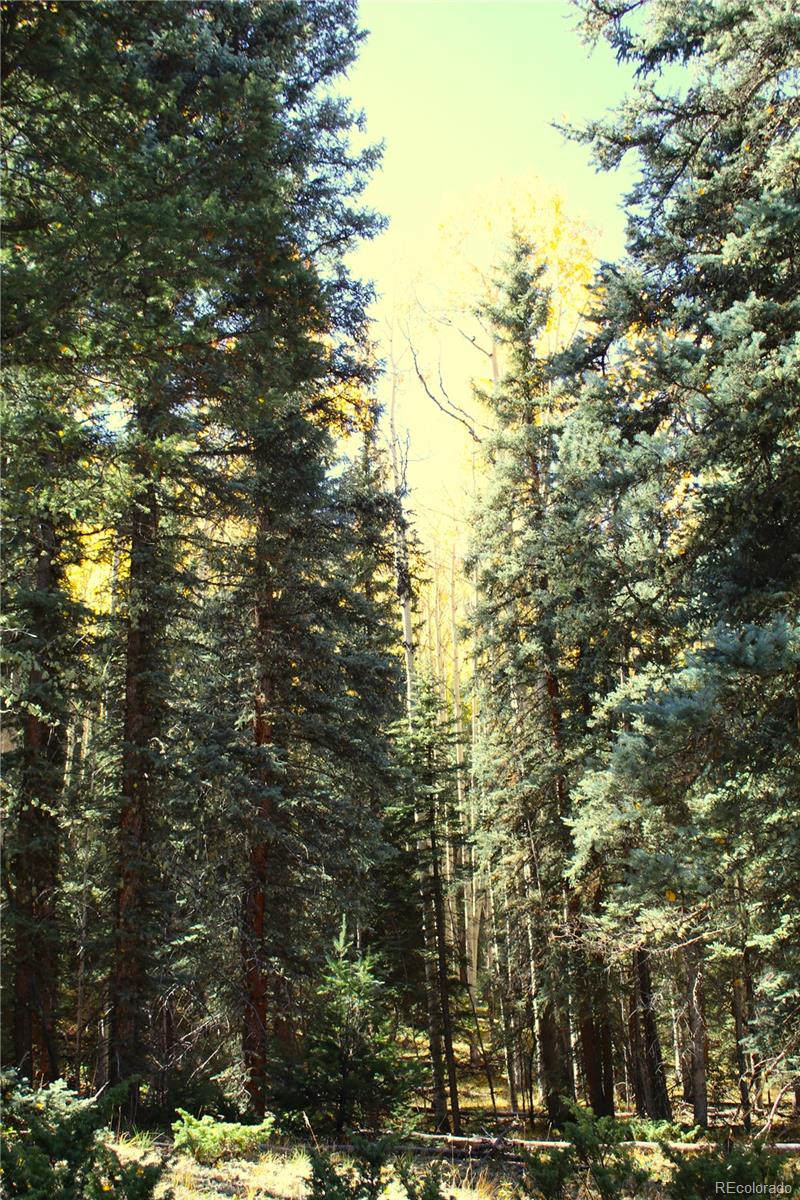 38938 Nf-250 Del Norte, CO 81132 - Photo 11 of 22 a view of forest