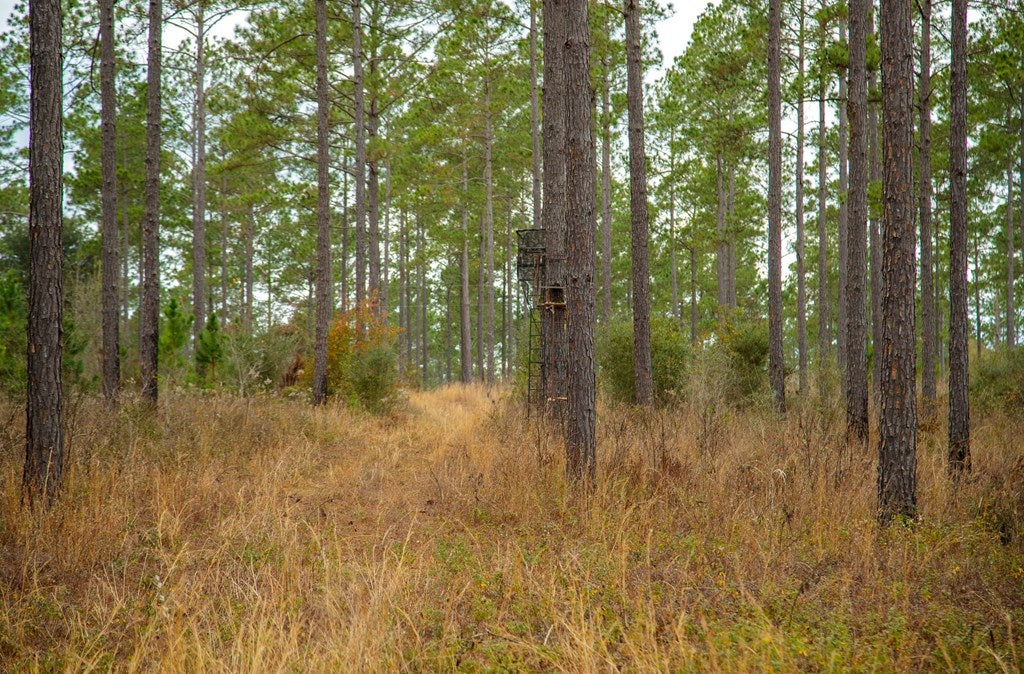 1363 Milton Road Quitman, GA 31643 - Photo 7 of 16 Gallery Image 7