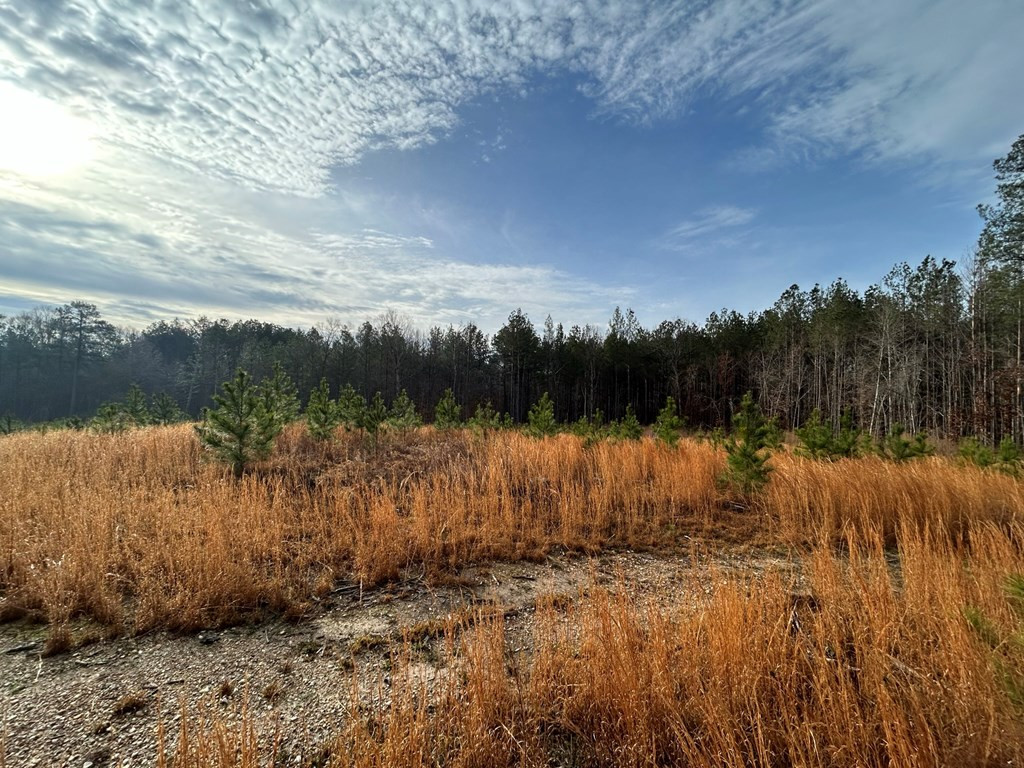 0 Mose Hilliard Road Sontag, MS 39665 - Photo 2 of 22 Photo 2