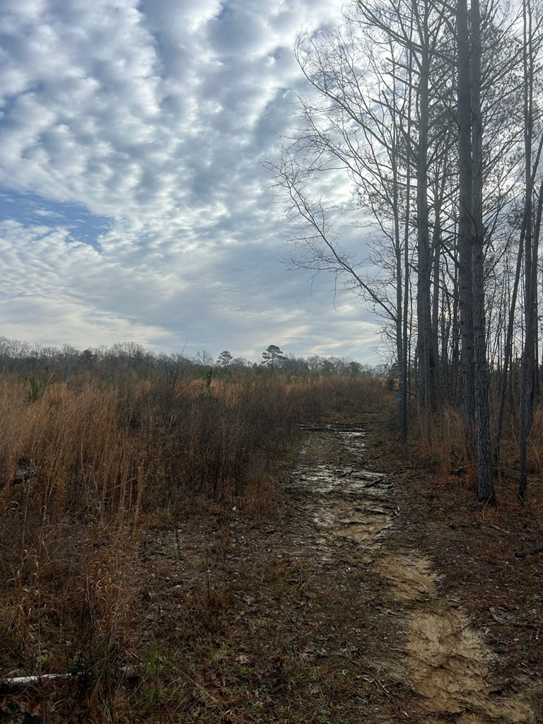 0 Mose Hilliard Road Sontag, MS 39665 - Photo 4 of 22 Photo 4