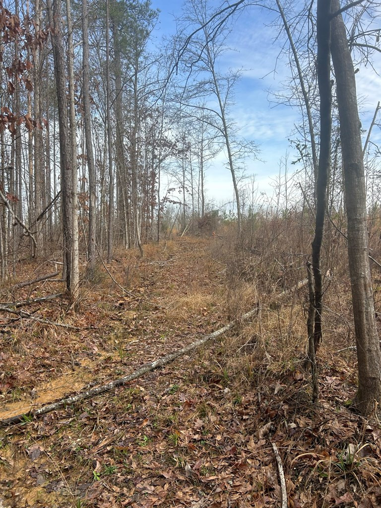 0 Mose Hilliard Road Sontag, MS 39665 - Photo 8 of 22 Photo 8