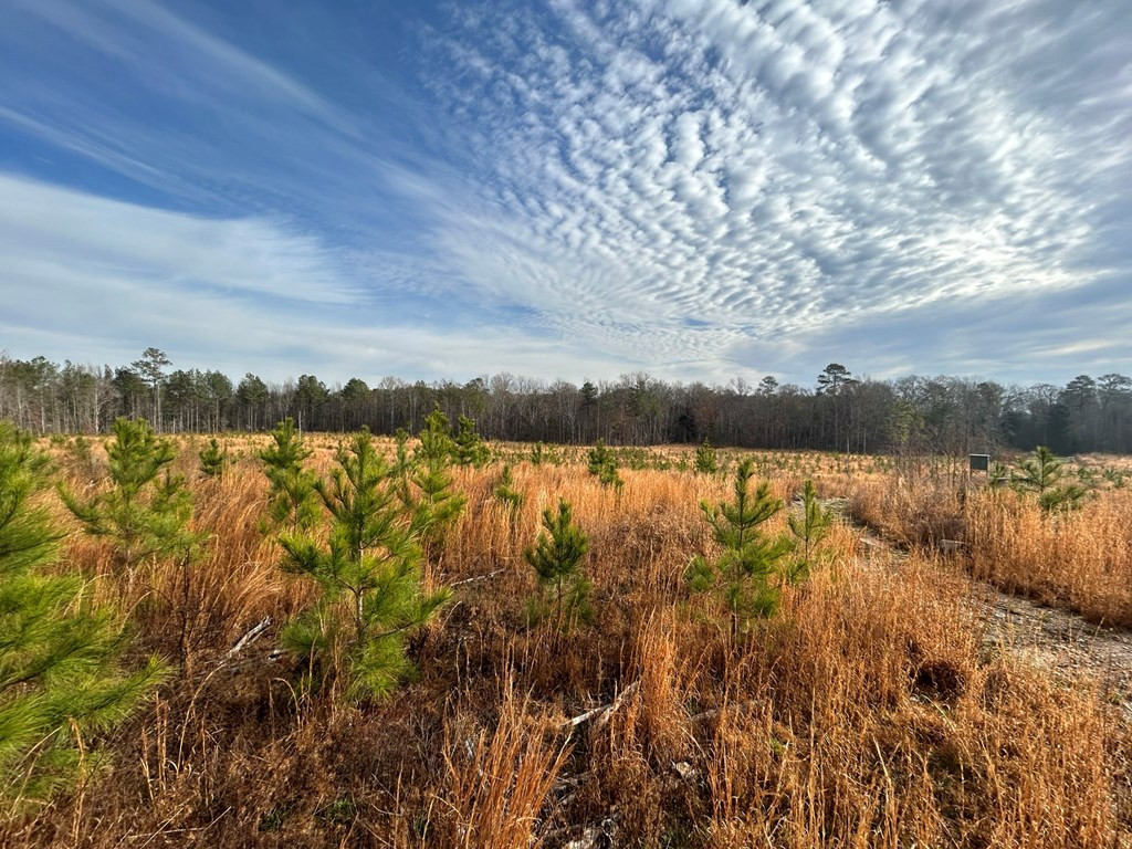0 Mose Hilliard Road Sontag, MS 39665 - Photo 9 of 22 Photo 9