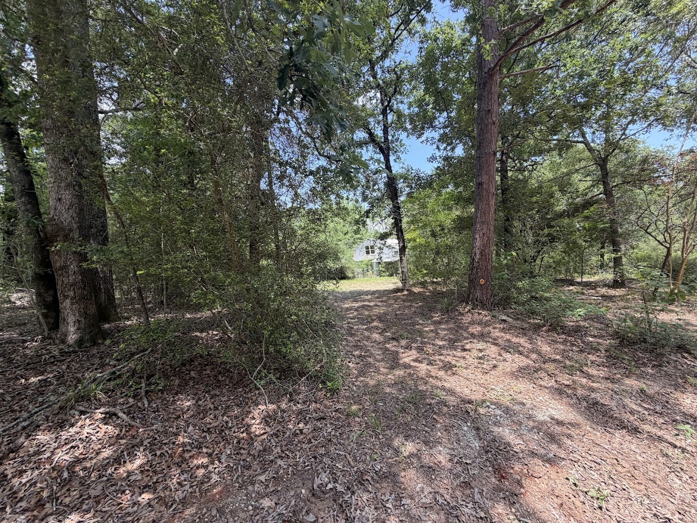 161 Austin Road Trinity, TX 75862 - Photo 4 of 4 view from the road
