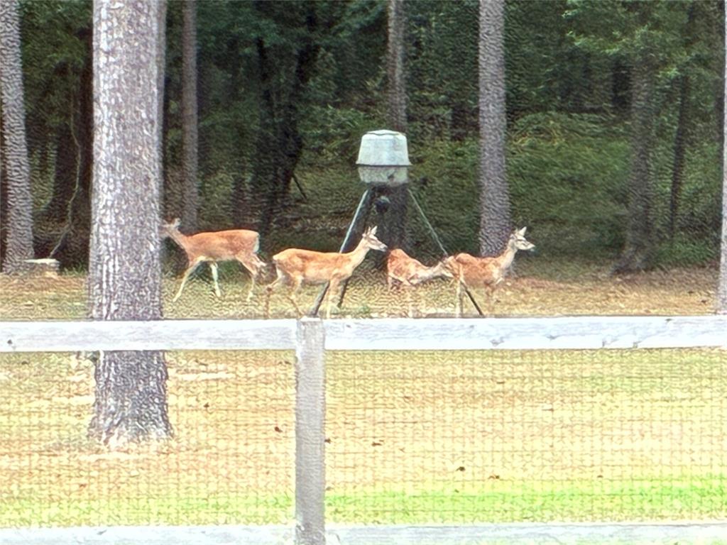 145 Crouch Road Benton, LA 71006 - Photo 4 of 40 Right in the backyard!