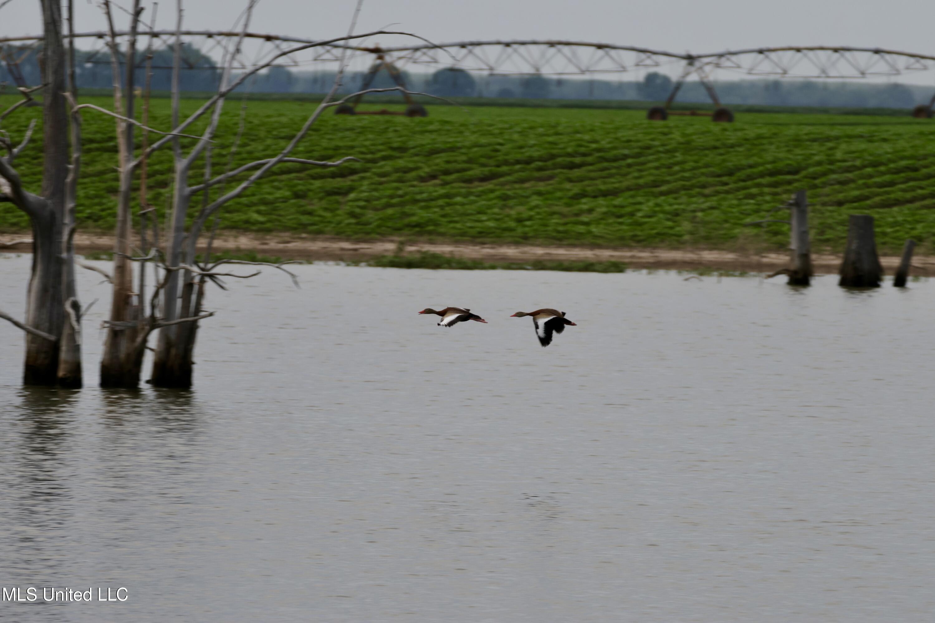 2422 Outside Horseshoe Road Tchula, MS 39169 - Photo 4 of 11 5A5A9946
