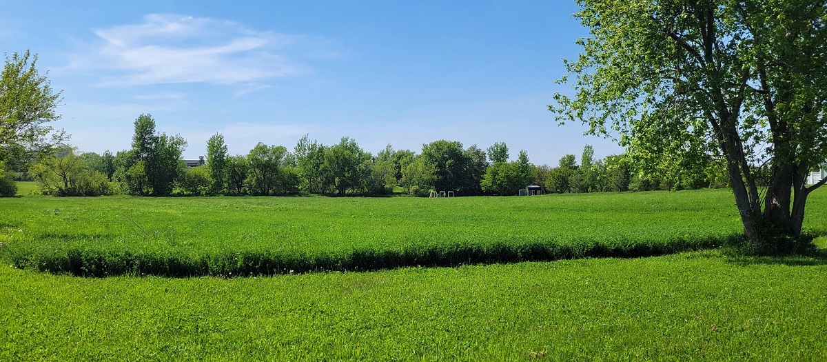 a view of a grassy field with trees