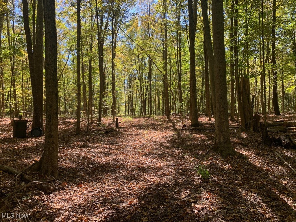 19345 Ridge Road North Royalton, OH 44133 - Photo 31 of 47 View of wooded area