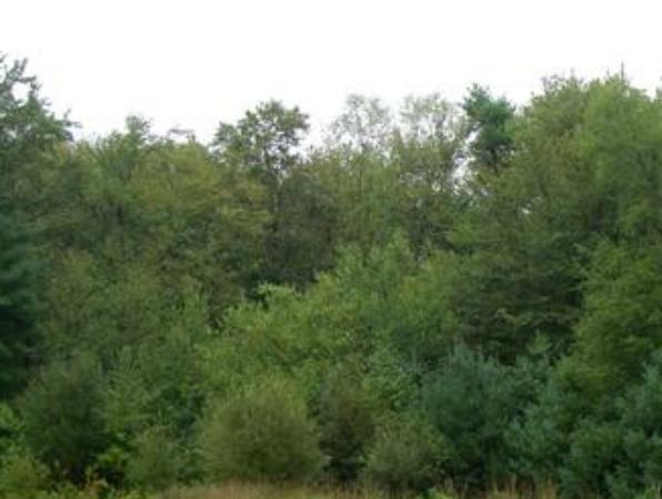 105 Slab Bridge Road Freetown, MA 02702 - Photo 6 of 6 a view of a forest with trees in the background