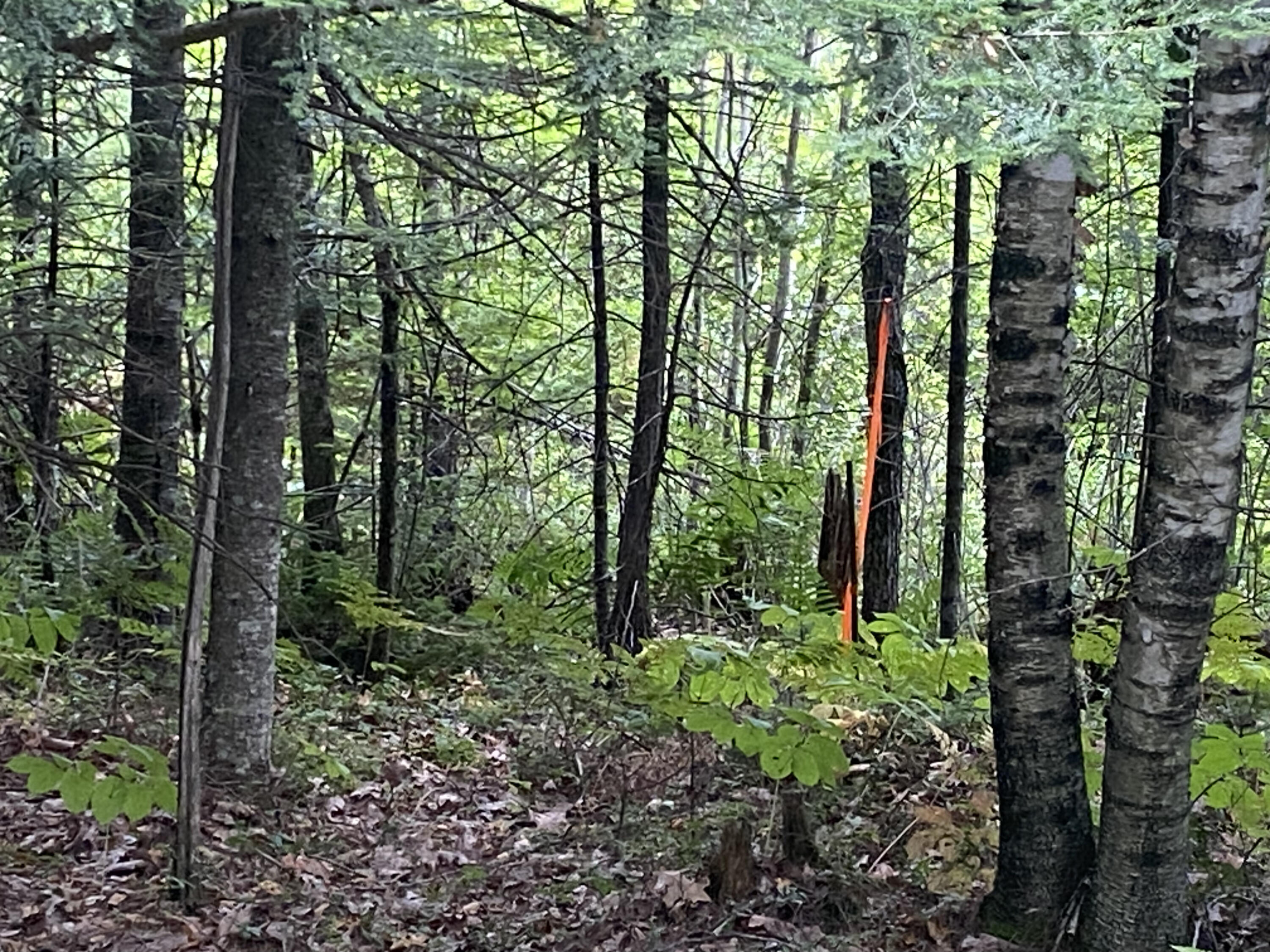 0 Diamond Road Livermore Falls, ME 04254 - Photo 11 of 12 IMG_4113