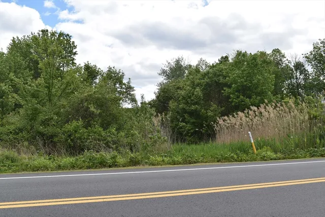 a view of a lush green forest