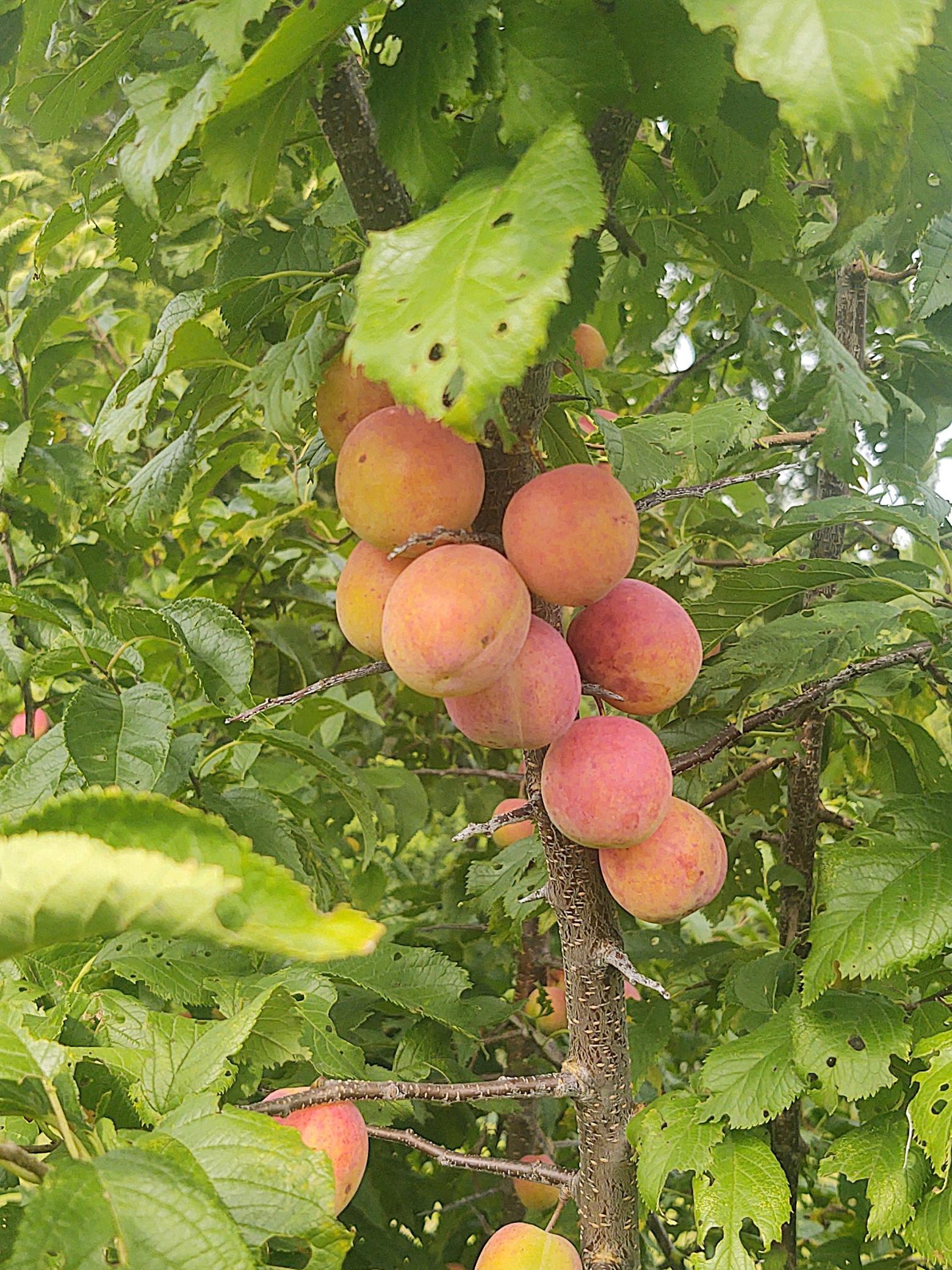 2675 380th Street Boyd, MN 56218 - Photo 94 of 118