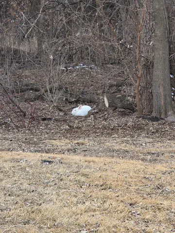 $425,900 | 2675 380th Street, Boyd, MN 56218