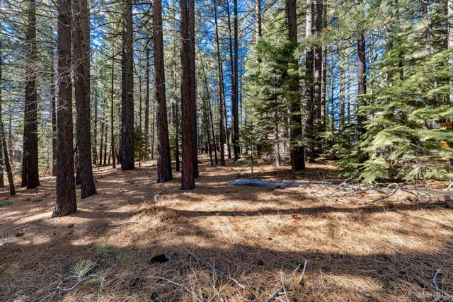a view of a yard with a tree