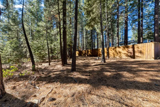 a view of a forest with trees