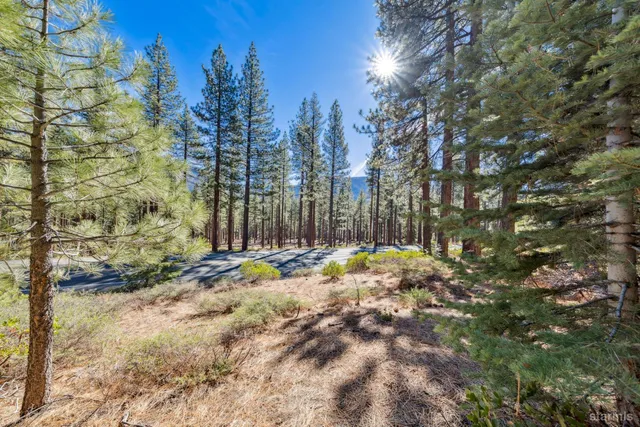 a view of a forest with trees