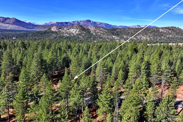 a view of a forest with a mountain