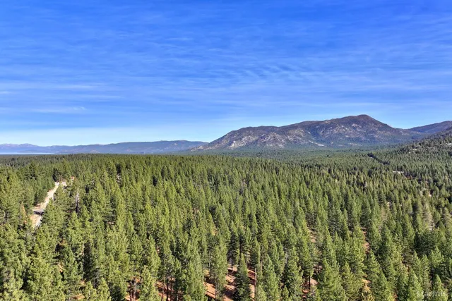 a view of a yard with plants and a trees