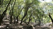2100 Big Ridge Road Healdsburg, CA 95448 - Photo 9 of 20 a view of a yard