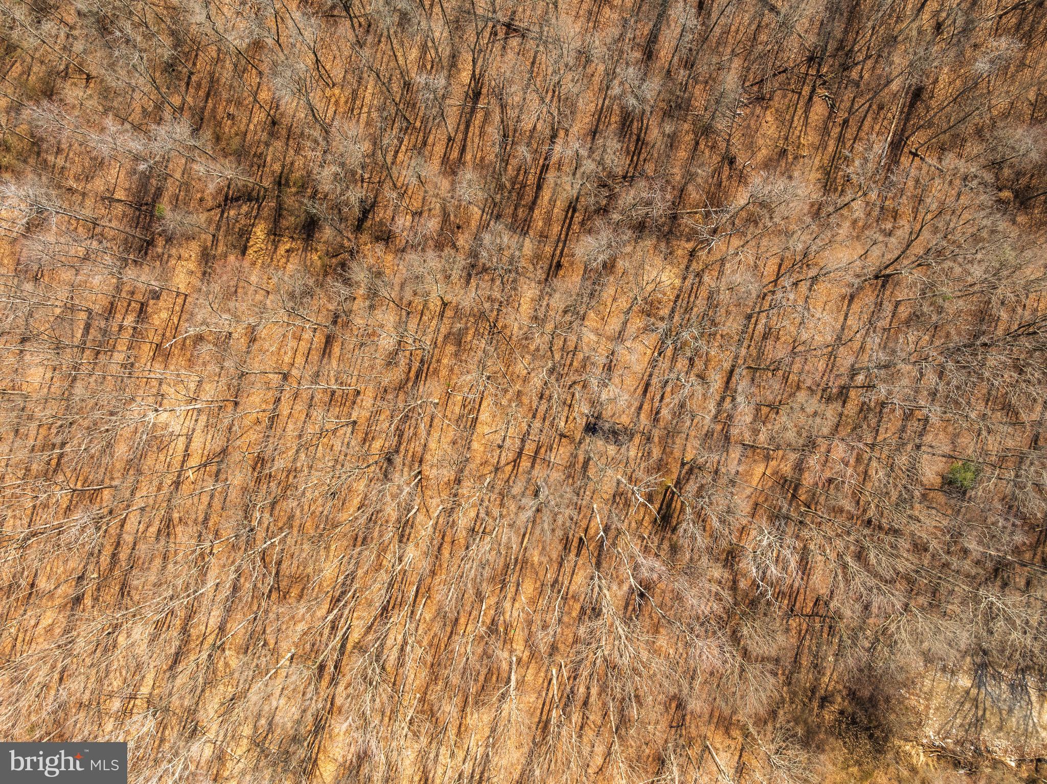 10669 Chesterville Forest Road Millington, MD 21651 - Photo 11 of 26 a close up of a plant