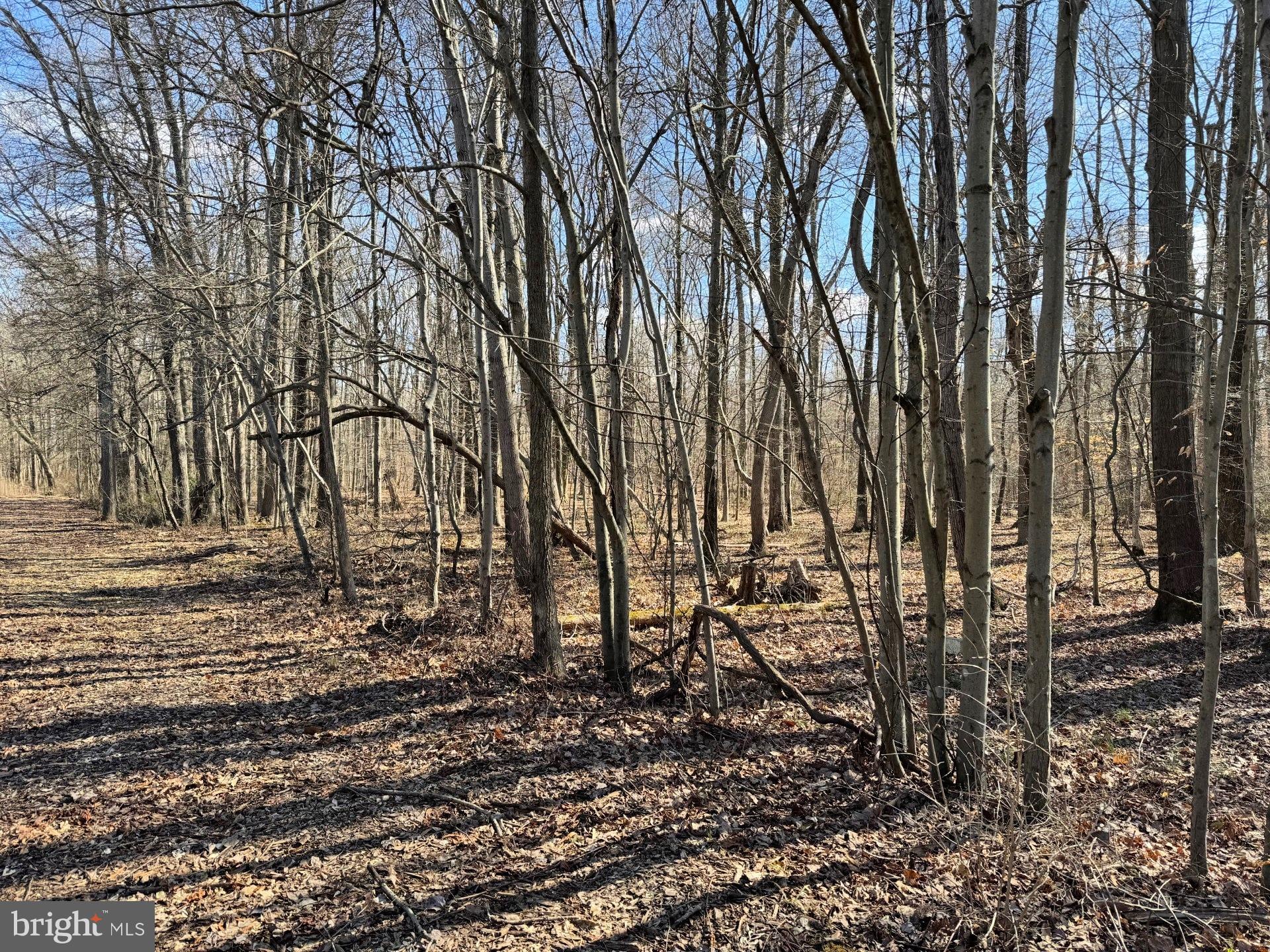 10669 Chesterville Forest Road Millington, MD 21651 - Photo 26 of 26 a backyard of a house with lots of green space