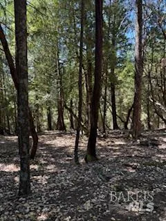 a view of a trees with a tree