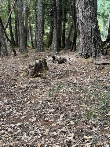 a view of a backyard with large trees