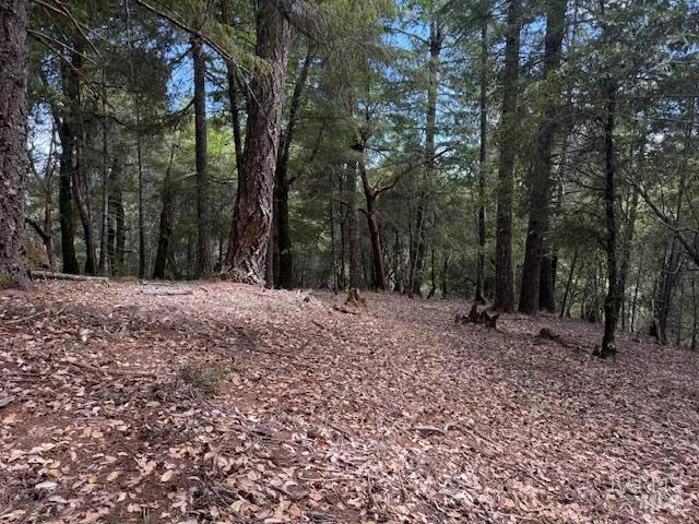 a view of outdoor space with trees