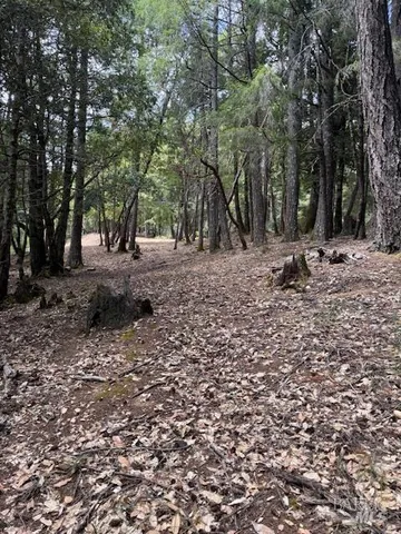 a view of a tree with a yard
