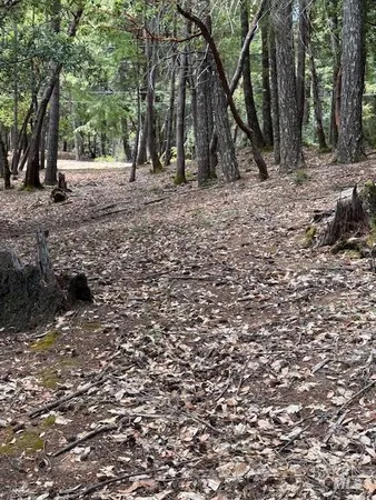 a view of a trees with a tree