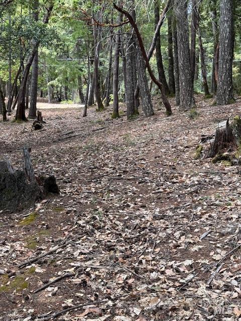 4297 Daisy Drive Willits, CA 95490 - Photo 5 of 15 a view of a trees with a tree