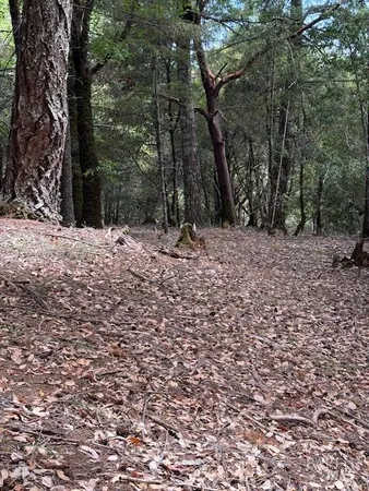 a wooden bench with view of trees
