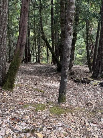 a view of a trees with a tree