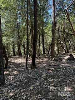 a view of a forest filled with trees
