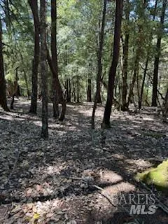 a view of a forest with trees