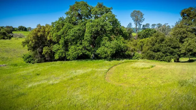 a view of a large trees with lots of trees