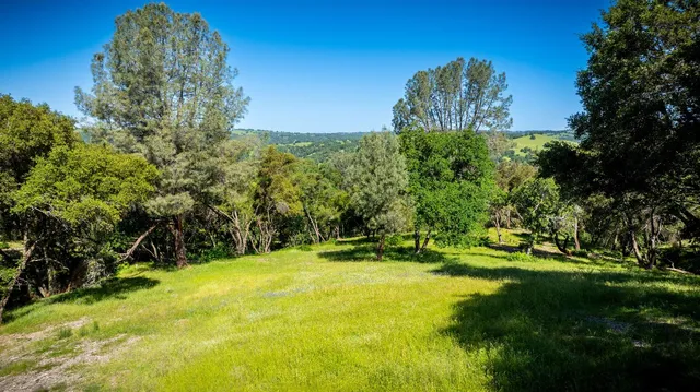 a view of a yard with plants and large trees