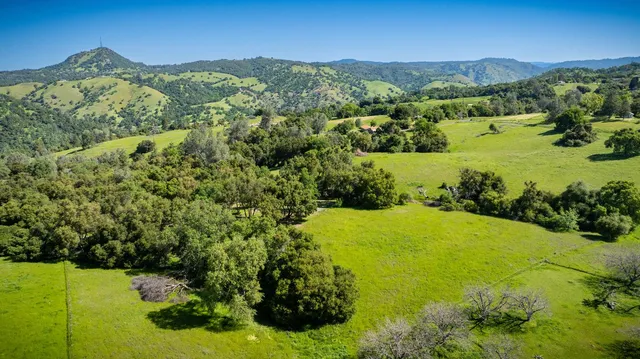 a view of a plant in a garden