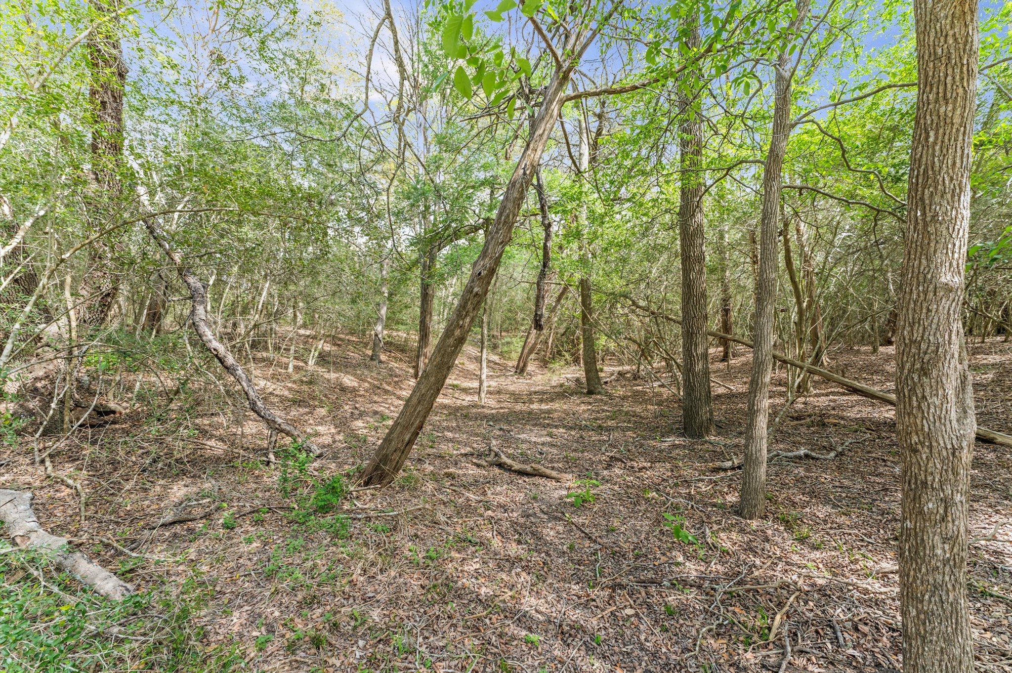 1221 Abel Road New Ulm, TX 78950 - Photo 11 of 15 Variety of trees and light underbrush.